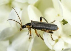 Blødvinge cantharis nigricans på snebollebusk